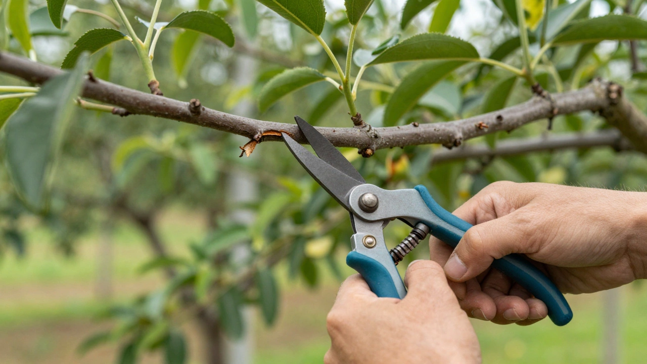 Процесс обрезки больных веток плодового дерева для улучшения вентиляции кроны