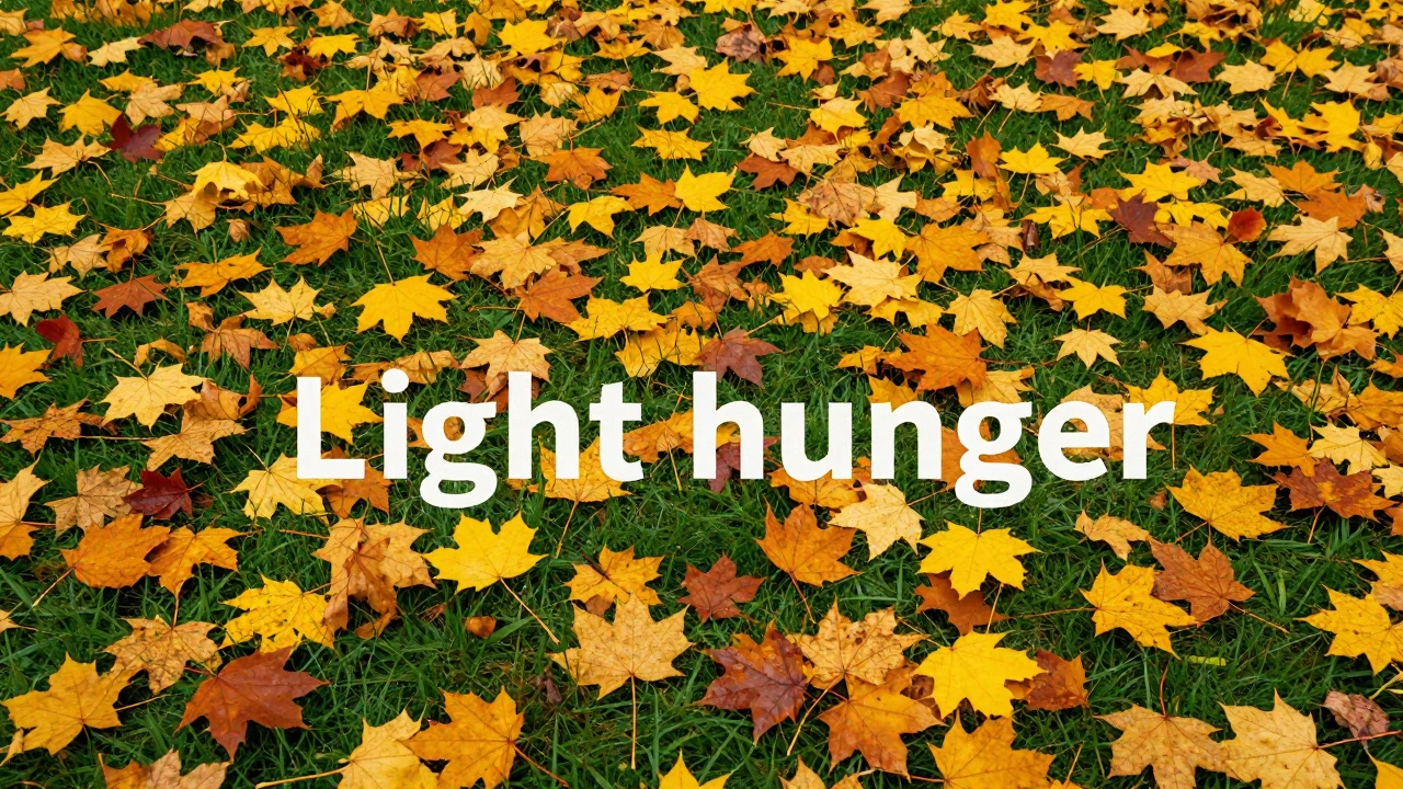 Зачем убирать опавшую листву с газона: последствия и правила очистки